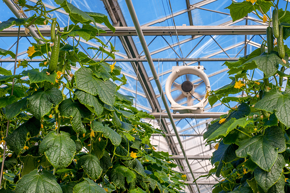 cucumbers growing in an energy-efficient greenhouse