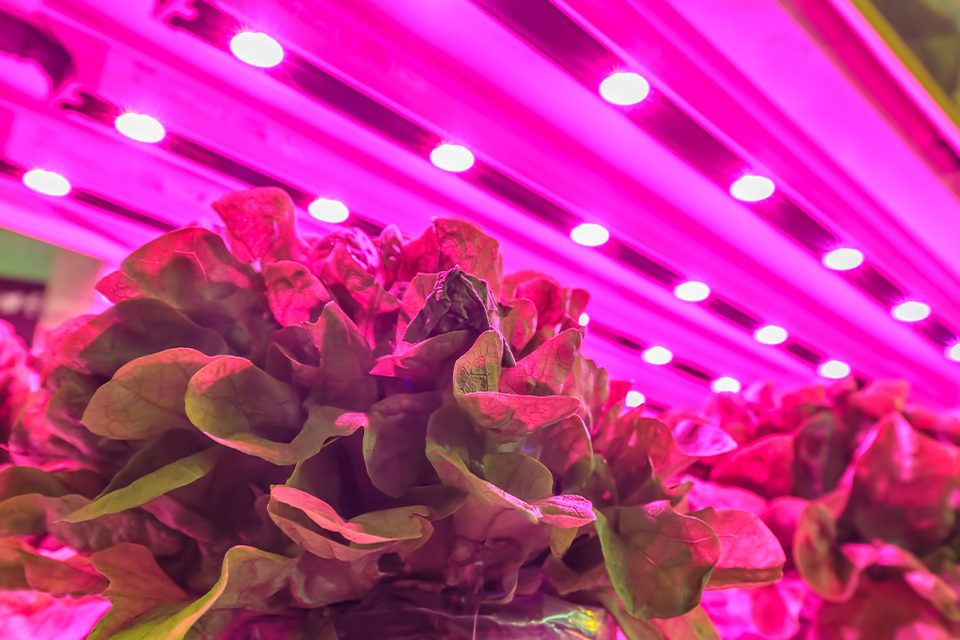 lettuce growing under energy-efficient grow light